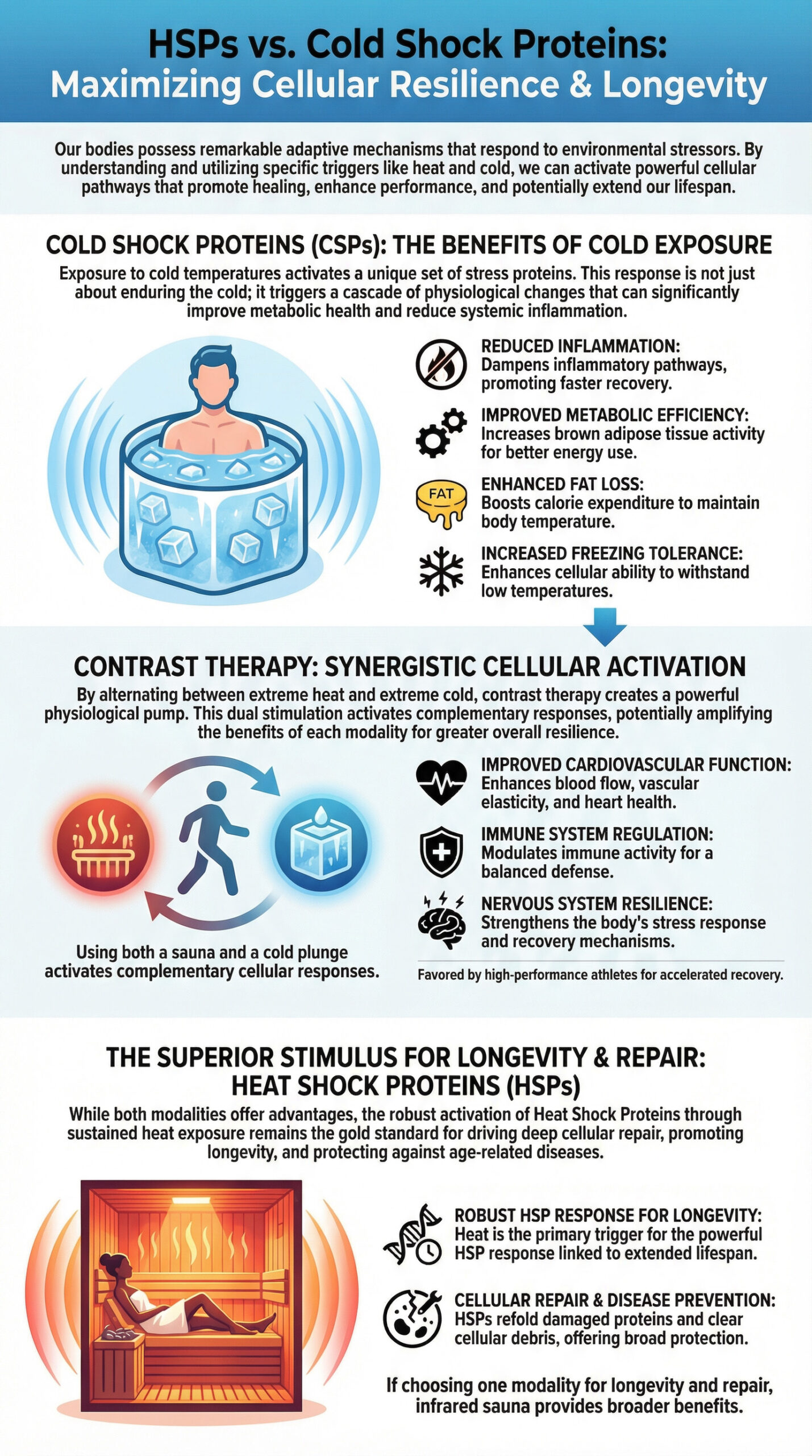 Infographic diagram showing the Longevity, Immunity, and Anti-Aging Benefits of Heat Shock Proteins (HSPs). The graphic details how HSPs promote cellular health by maintaining protein integrity, supporting detoxification pathways, protecting mitochondria, and reducing chronic inflammation. It also illustrates the activation of longevity pathways like FoxO Transcription Factors and Autophagy.